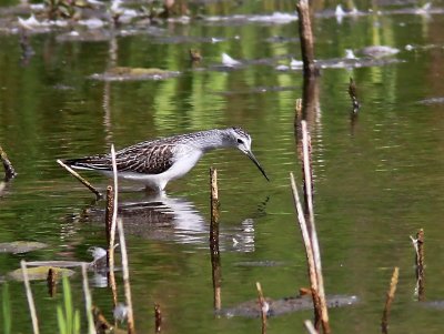 Dammsnppa Marsh Sandpiper Tringa stagnatilis