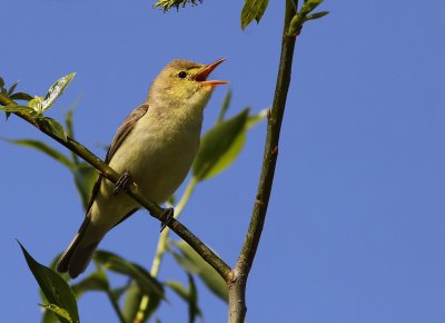 Hrmsngare - Icterine Warbler (Hippolais icterina)