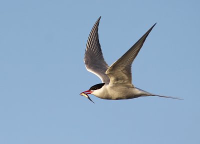 Silvertrna - Arctic Tern (Sterna paradisea)