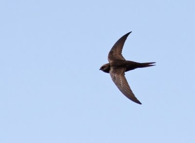 Tornseglare - Common Swift (Apus apus)