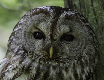 Kattuggla - Tawny Owl (Strix aluco)