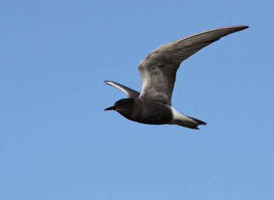 Svarttrna - Black Tern (Chlidonias niger)