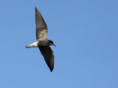 Svarttrna - Black Tern (Chlidonias niger)