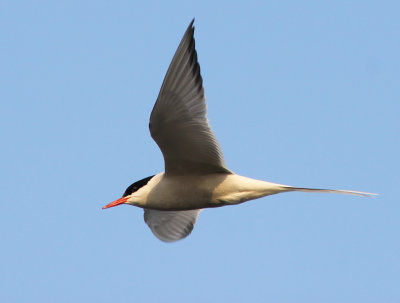 Silvertrna - Arctic Tern (Sterna paradisea)