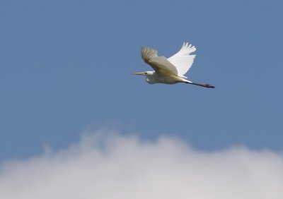 Ägretthäger - Great Egret (Ardea alba)