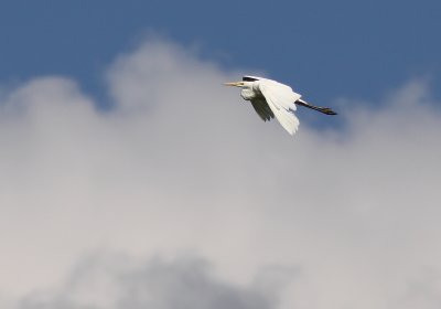 Ägretthäger - Great Egret (Ardea alba)