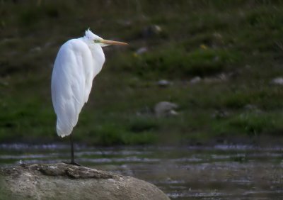 gretthger - Great Egret (Ardea alba)