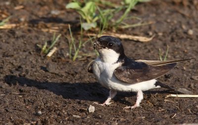 Hussvala - House Martin (Delichon urbica)