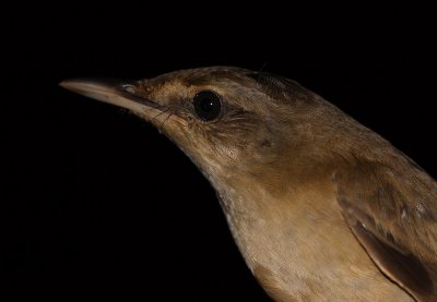 Trastsngare - Great Reed Warbler (Acrocephalus arundinaceus)