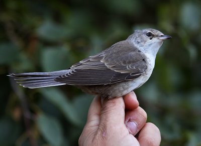 Hksngare - Barred Warbler (Sylvia nisoria)