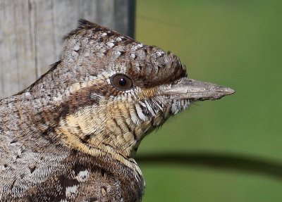 Gktyta - Wryneck (Jynx torquilla)