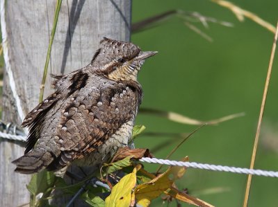 Gktyta - Wryneck (Jynx torquilla)