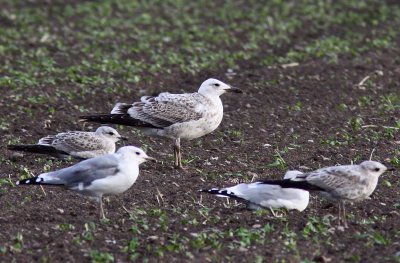 Kaspisk trut - Caspian Gull (Larus cachinnans)