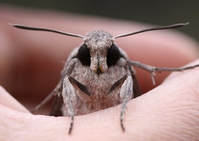 Åkervindesvärmare - Convolvulus Hawk-moth (Agrius convolvuli)