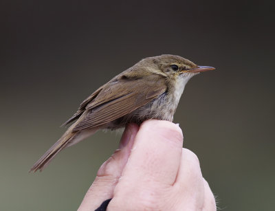 Busksngare - Blyth's Reed Warbler (Acrocephalus dumetorum)