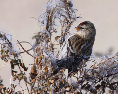 Grsiska - Redpoll (Carduelis flammea)