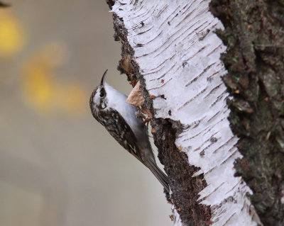 Trdkrypare - Treecreeper (Certhia familiaris)