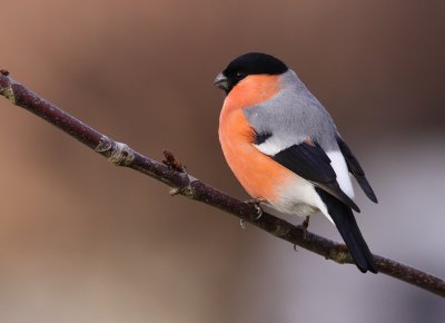 Domherre - Bullfinch (Pyrrhula pyrrhula)