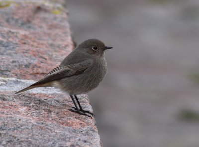 Svart rdstjrt - Black Redstart (Phoenicurus ochruros)