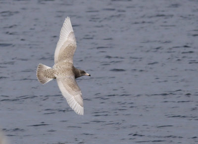 Vittrut - Glaucous Gull (Larus hyperboreus)