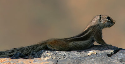 Nordafrikansk borstekorre  - Barbary Ground Squirrel (Atlantoxerus getulus)
