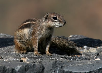 Nordafrikansk borstekorre  - Barbary Ground Squirrel (Atlantoxerus getulus)