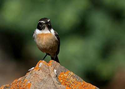 Kanariebuskskvtta - Canary Islands Stonechat (Saxicola dacotiae)