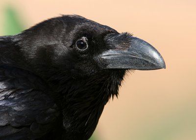 Korp - Raven (Corvus corax)