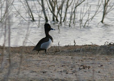 Ringand - Ring-necked Duck (Aythya collaris)