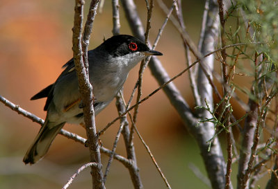 Sammetshtta - Sardinian Warbler (Sylvia melanocephala)