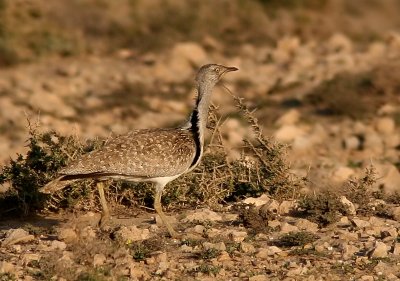 kentrapp - Houbara Bustard (Chlamydotis undulata)