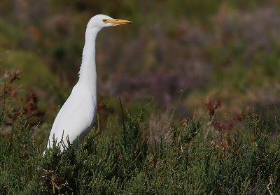 Kohger - Cattle Egret (Bubulcus ibis)