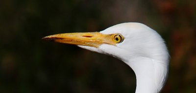 Kohger - Cattle Egret (Bubulcus ibis)