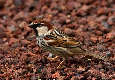 Spansk sparv - Spanish Sparrow (Passer hispaniolensis)