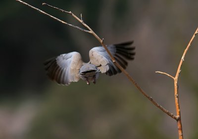 Turkduva - Collared Dove (Streptopelia decaocto)