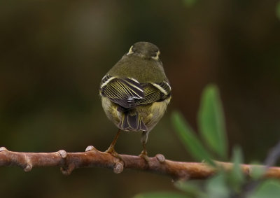 Taigasngare - Yellow-browed Warbler (Phylloscopus inornatus)