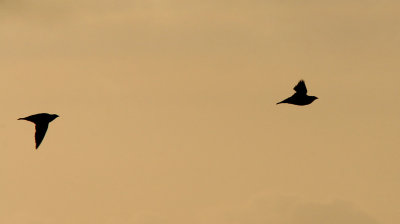 Svartbukig flyghna - Black-bellied Sandgrouse (Pterocles orientalis)