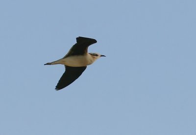 kenlpare - Cream-coloured Courser (Cursorius cursor)