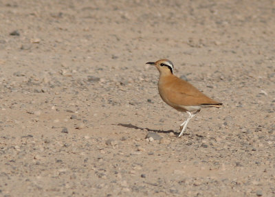 kenlpare - Cream-coloured Courser (Cursorius cursor)