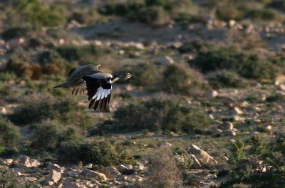 kentrapp - Houbara Bustard (Chlamydotis undulata)