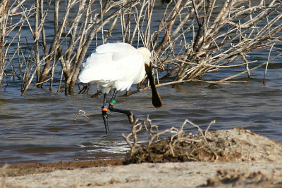 Skedstork - Spoonbill (Platalea leucorodia)