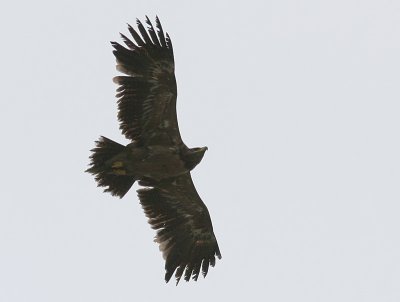 Stäppörn - Steppe Eagle (Aquila nipalensis)