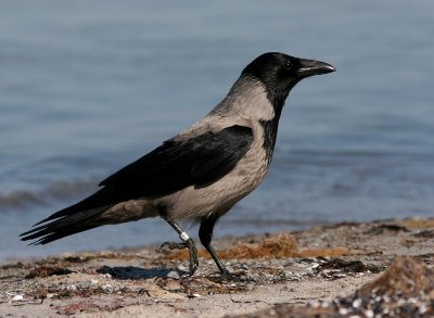 Krka - Hooded Crow (Corvus cornix)
