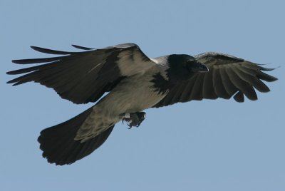 Krka - Hooded Crow (Corvus cornix)