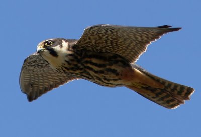 Lrkfalk - Hobby (Falco subbuteo)