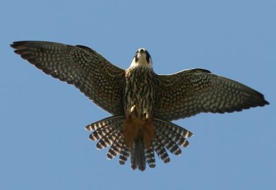 Lrkfalk - Hobby (Falco subbuteo)
