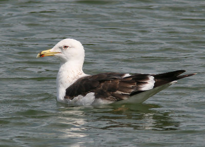 Silltrut - Lesser Black-backed Gull (Larus fuscus)