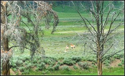 Pronghorns Through the Trees