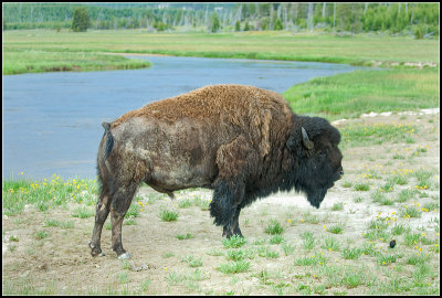 Stretching Bison