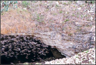Bat Cave